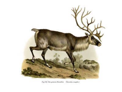 Reindeer by German School